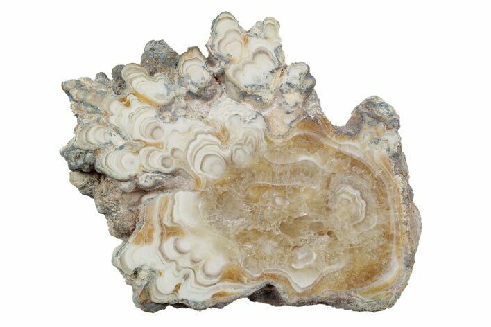 Polished Aragonite Stalactite Slice - Morocco #255351